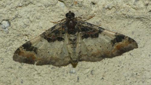 Réf. 347 531 : Catarhoe cuculata